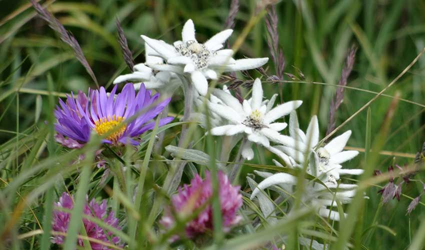 Edelweiss